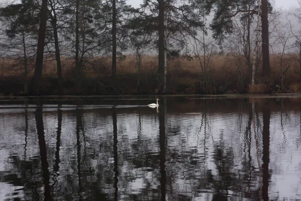 Autumn dark calm landscape on a foggy river with a single white swan and trees reflection in water. Finland, river Kymijoki.