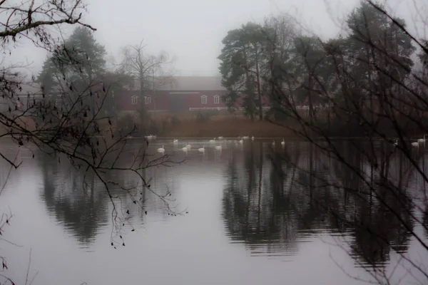 Autumn dark calm landscape on a foggy river with a white swans and trees reflection in water. Finland, river Kymijoki.