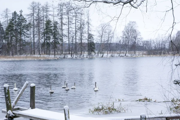 Inverno paisagem calma em um rio com um cisne branco e cais. Finlândia, rio Kymijoki . — Fotografia de Stock