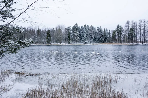 Winter calm landscape on a river with a white swans. Finland, river Kymijoki. — Stock Photo, Image