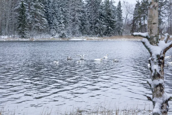 Inverno paisagem calma em um rio com um cisne branco. Finlândia, rio Kymijoki . — Fotografia de Stock