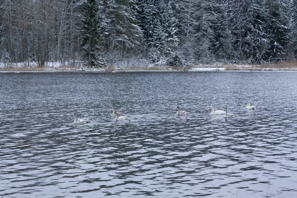 Winterruhige Landschaft an einem Fluss mit weißen Schwänen. Finnland, Kymijoki. — Stockfoto