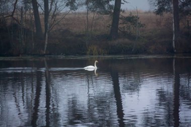 Sonbahar karanlık sakin manzara suda bir tek beyaz kuğu ve ağaçların yansıması ile sisli bir nehir. Finlandiya, nehir Kymijoki.