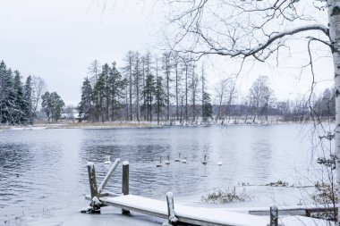Kış sakin peyzaj bir nehir beyaz kuğu ve iskelesi. Finlandiya, nehir Kymijoki.