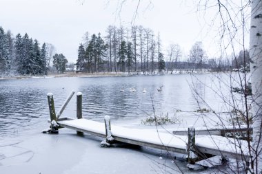 Kış sakin peyzaj bir nehir beyaz kuğu ve iskelesi. Finlandiya, nehir Kymijoki.