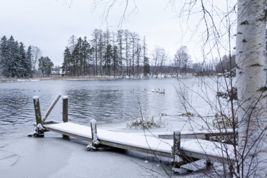 Kış sakin peyzaj bir nehir beyaz kuğu ve iskelesi. Finlandiya, nehir Kymijoki.
