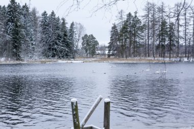 Kış sakin peyzaj bir nehir beyaz kuğu ve iskelesi. Finlandiya, nehir Kymijoki.