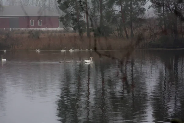 Autumn dark calm landscape on a foggy river with a white swans and trees reflection in water. Finland, river Kymijoki.