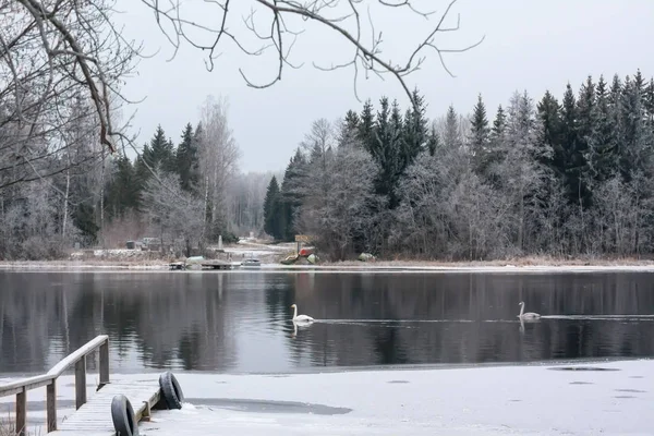 Winter calm landscape on a river with a white swans and pier. Finland, river Kymijoki. — Stock Photo, Image