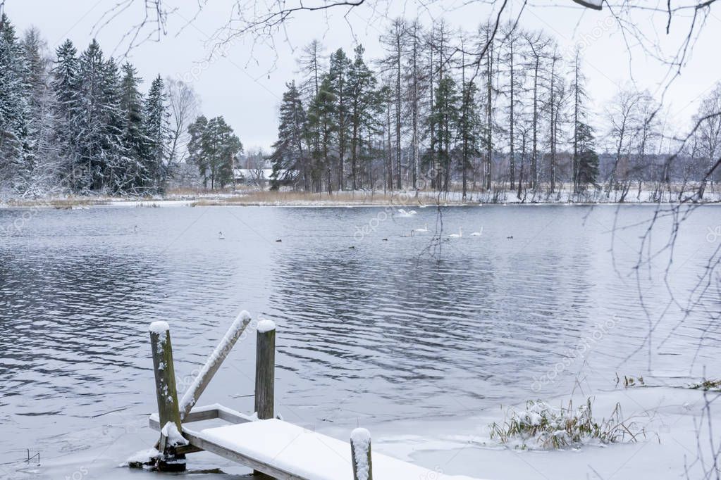 Winter calm landscape on a river with a white swans and pier. Finland, river Kymijoki.