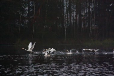 Beyaz Kuğu kadar uçan sisli bir nehir üzerinde sonbahar karanlık manzara bulanık fotoğraf. Finlandiya, nehir Kymijoki.