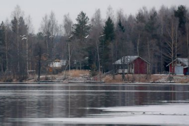 Kış sakin manzara ile uçan beyaz kuğu bir Nehri üzerinde. Finlandiya, nehir Kymijoki.