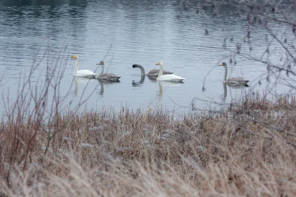冬白い白鳥の川の穏やかな風景。フィンランド、川 Kymijoki. — ストック写真