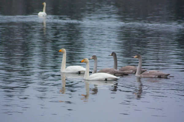 Autumn dark calm landscape on a foggy river with a white swans and trees reflection in water. Finland, river Kymijoki.