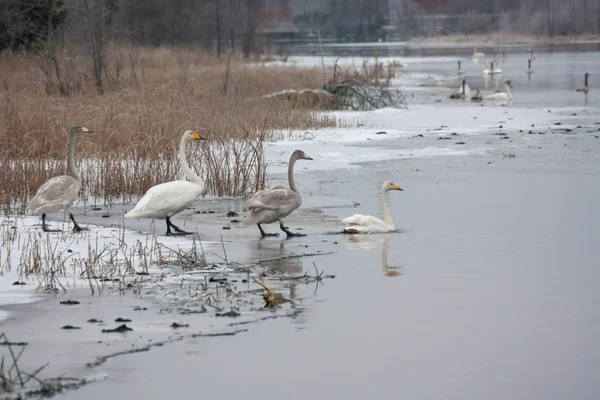 Winter calm landscape on a river with a white swans on ice. Finland, river Kymijoki.