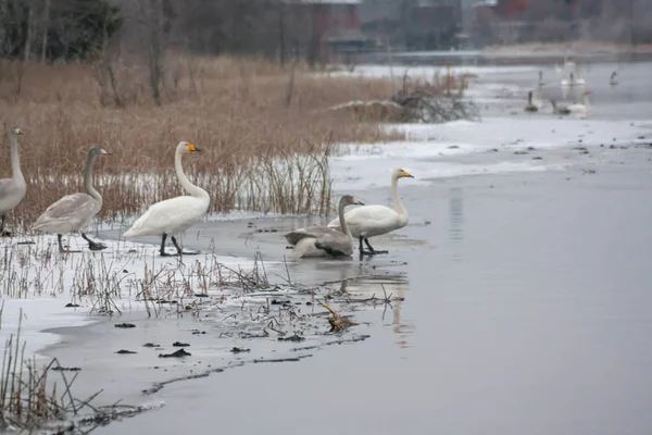 Winter calm landscape on a river with a white swans on ice. Finland, river Kymijoki.