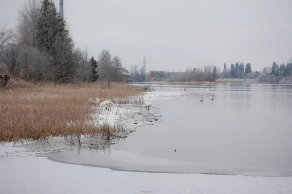 Winter calm landscape on a river with a white swans on ice. Finland, river Kymijoki. — Stock Photo, Image