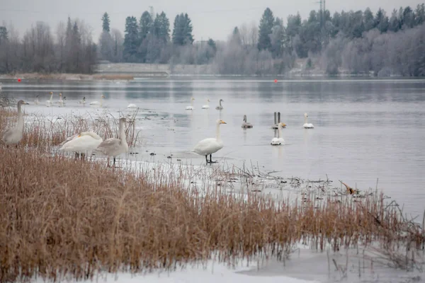 Winter calm landscape on a river with a white swans on ice. Finland, river Kymijoki.