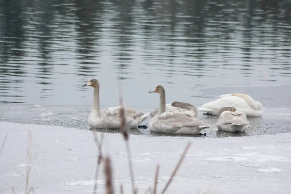 Paisagem calma de inverno em um rio com cisnes brancos dormindo no gelo. Finlândia, rio Kymijoki . — Fotografia de Stock