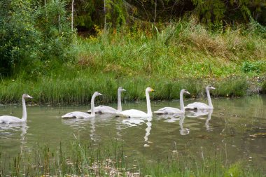 İki genç cygnets ile Finlandiya nehrinde yaz yüzme kuğuların beyaz.