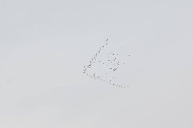 Barnacle kaz Branta leucopsis Finlandiya gökyüzünde uçan bir sürü.