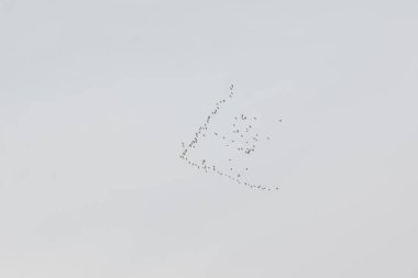 A flock of Barnacle goose Branta leucopsis flying in sky in Finland. clipart