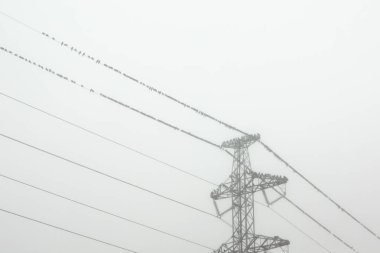 Sisli sabah güç hatları üzerinde oturan kuşlar büyük sürüsü. Finlandiya.