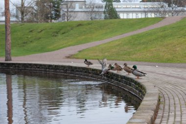 Sonbahar Finlandiya'da ördekler ile yuvarlak pond.