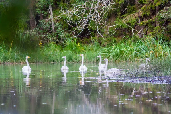 İki genç cygnets ile Finlandiya nehrinde yaz yüzme kuğuların beyaz. — Stok fotoğraf