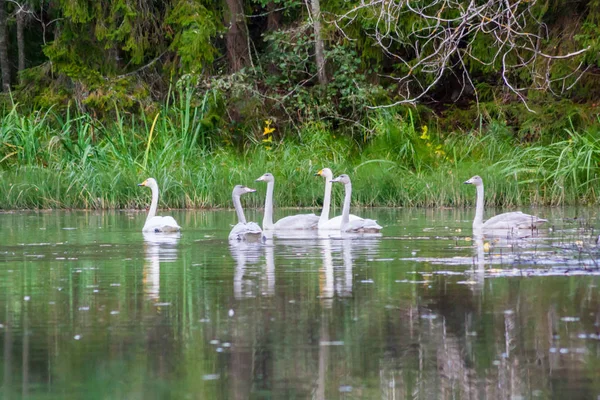 Paar weiße Schwäne schwimmen im Sommer mit jungen Cygnets auf dem Fluss in Finnland. — Stockfoto