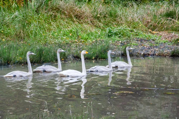 Pareja de cisnes blancos nadando con jengibres jóvenes en el río en Finlandia en verano . — Foto de Stock