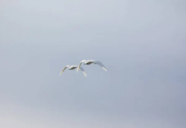 Un par de cisnes blancos volando en un cielo azul nublado, Finlandia. Vista trasera . — Foto de Stock