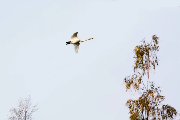 Cisne blanco volando en un cielo azul nublado, Finlandia . — Foto de Stock