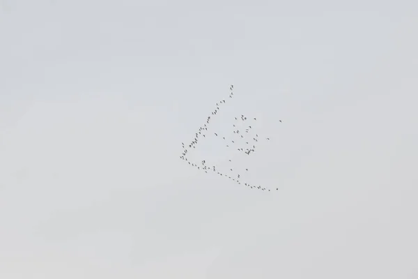 A flock of Barnacle goose Branta leucopsis flying in sky in Finland. — Stock Photo, Image