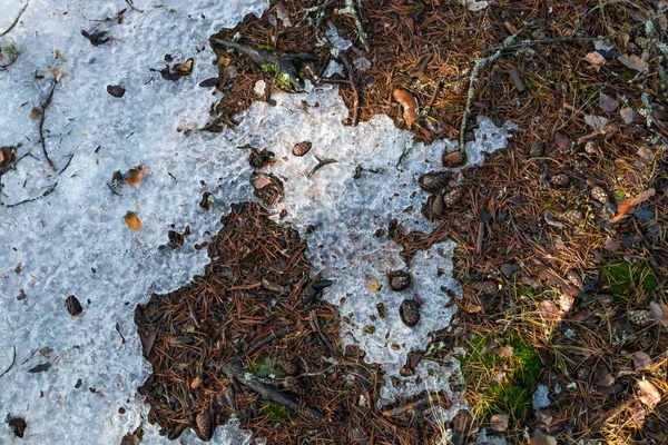 Derretendo neve e gelo em uma floresta de primavera — Fotografia de Stock