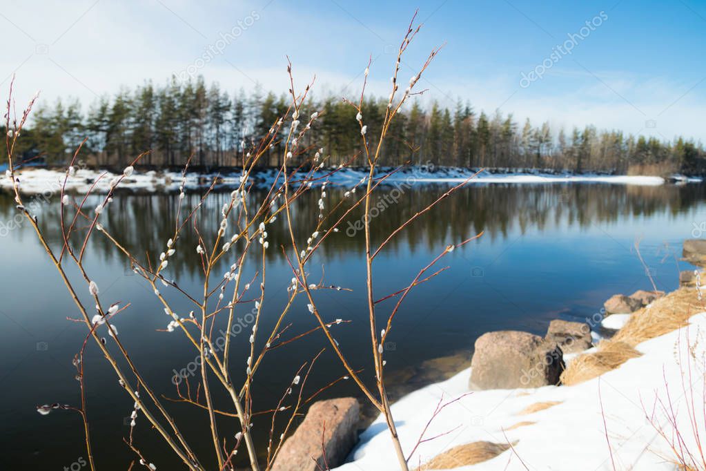 Spring landscape on the river Kymijoki and pussy willow branches, Kouvola, Finland