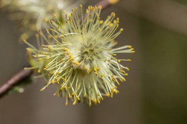 Willow - Tükürük Caprea - İlkbaharda filizlenen tomurcuklar, Finlandiya