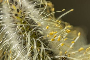 Willow - Tükürük Caprea - İlkbaharda filizlenen tomurcuklar, Finlandiya