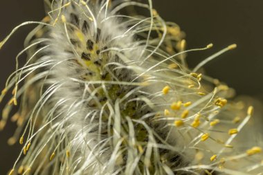 Willow - Tükürük Caprea - İlkbaharda filizlenen tomurcuklar, Finlandiya