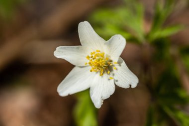 Beyaz ahşap anemon ve burred arka plan yakın çekim. Finlandiya'da bahar. Anemon nemorosa.