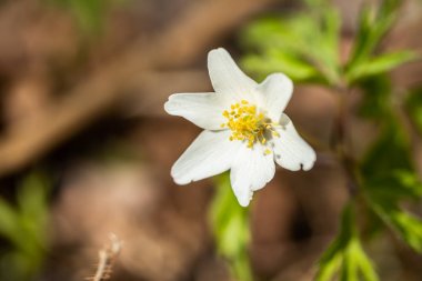 Beyaz ahşap anemon ve burred arka plan yakın çekim. Finlandiya'da bahar. Anemon nemorosa.