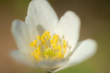 Beyaz ahşap anemon ve burred arka plan yakın çekim. Finlandiya'da bahar. Anemon nemorosa.