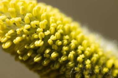 Willow - Tükürük Caprea - İlkbaharda filizlenen tomurcuklar, Finlandiya