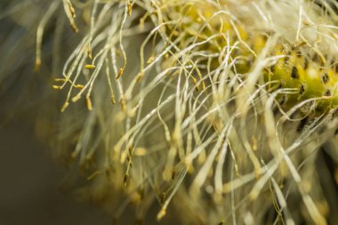 Willow - Tükürük Caprea - İlkbaharda filizlenen tomurcuklar, Finlandiya