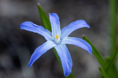 Bir çiçek yatağı makro üzerinde Mavi çiçek scilla luciliae. Finlandiya'da Bahar.