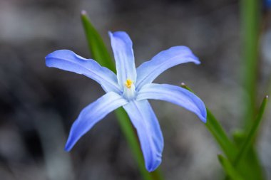 Bir çiçek yatağı makro üzerinde Mavi çiçek scilla luciliae. Finlandiya'da Bahar.