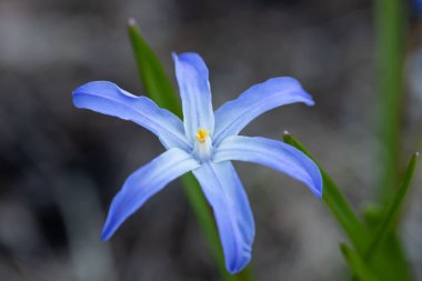 Bir çiçek yatağı makro üzerinde Mavi çiçek scilla luciliae. Finlandiya'da Bahar.
