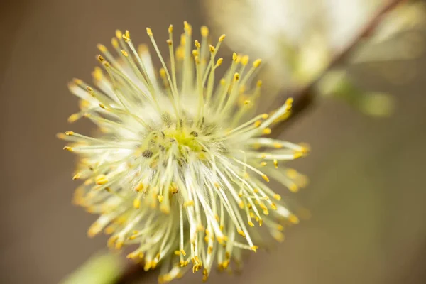 在芬兰春天开花的柳枝-花萼-芽 — 图库照片