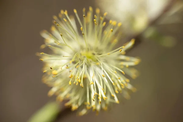 在芬兰春天开花的柳枝-花萼-芽 — 图库照片