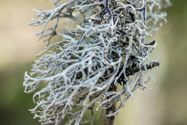 Musgo cinzento no galho da árvore na primavera, Finlândia — Fotografia de Stock